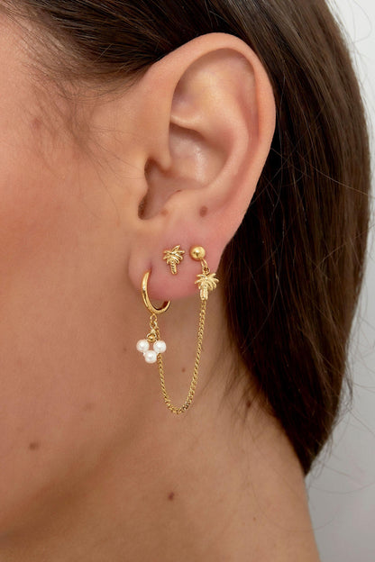 oorstekers palmboom